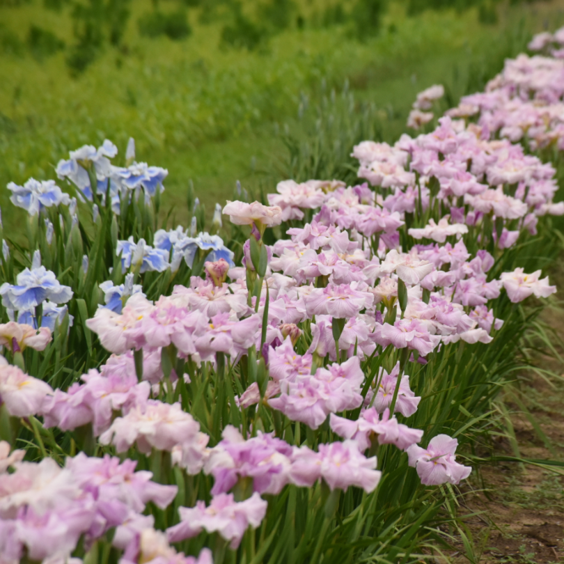 L'iris japonais Pinkerton possède une texture douce et frisée et un feuillage vert étroit, créant un intérêt vertical qui en fait un excellent choix pour une bordure.