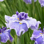 Iris japonais bleus à volants