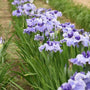 Des rangées d'iris bleus du Japon plantées dans un jardin au sol humide