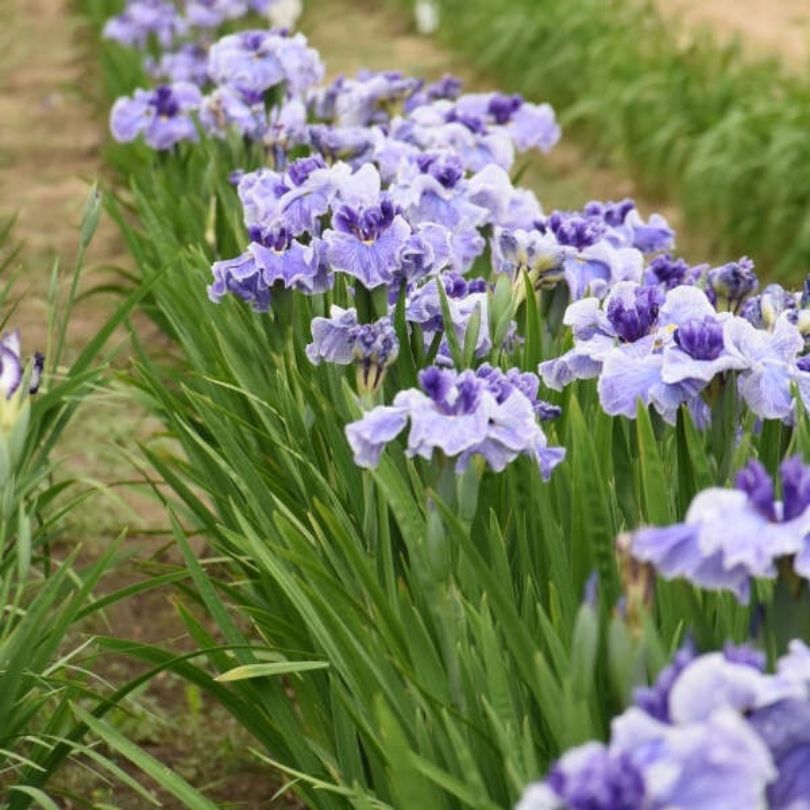 Des rangées d'iris bleus du Japon plantées dans un jardin au sol humide