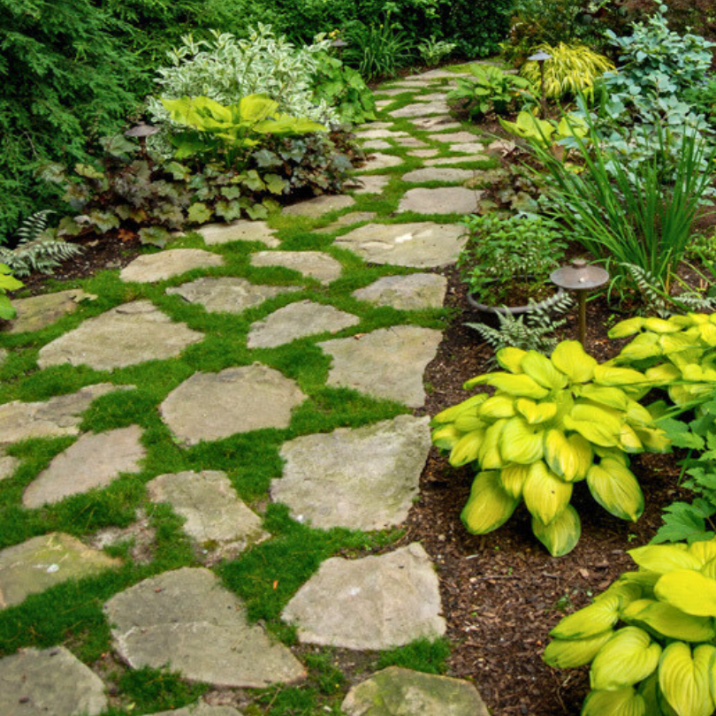 A rock path through a garden with Irish Moss growing between the stepping stones. 