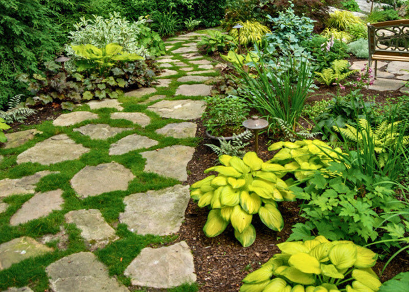 Irish moss garden pathway made of stones with green plants and a bench in the background