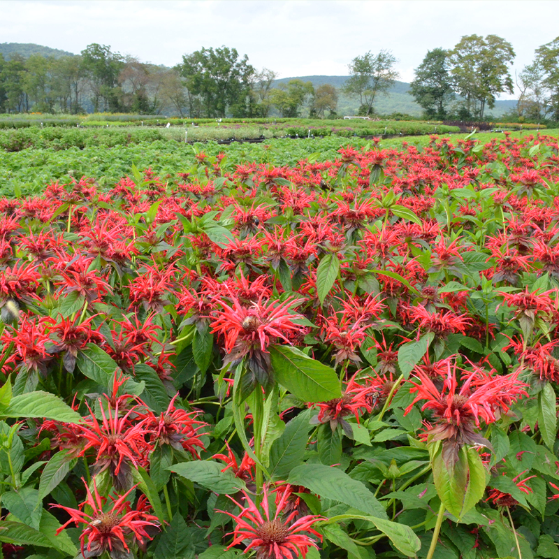 Great Garden Plants Jacob Cline Bee Balm - Thumbnail 2