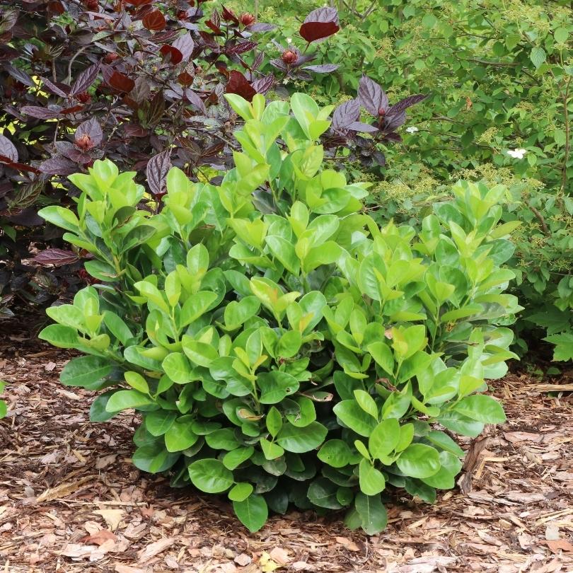 jade plant shrub Jade Turtle Cherry Laurel (Prunus)