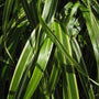 Gros plan sur des feuilles d'herbe japonaise striées de vert et de jaune sur fond sombre
