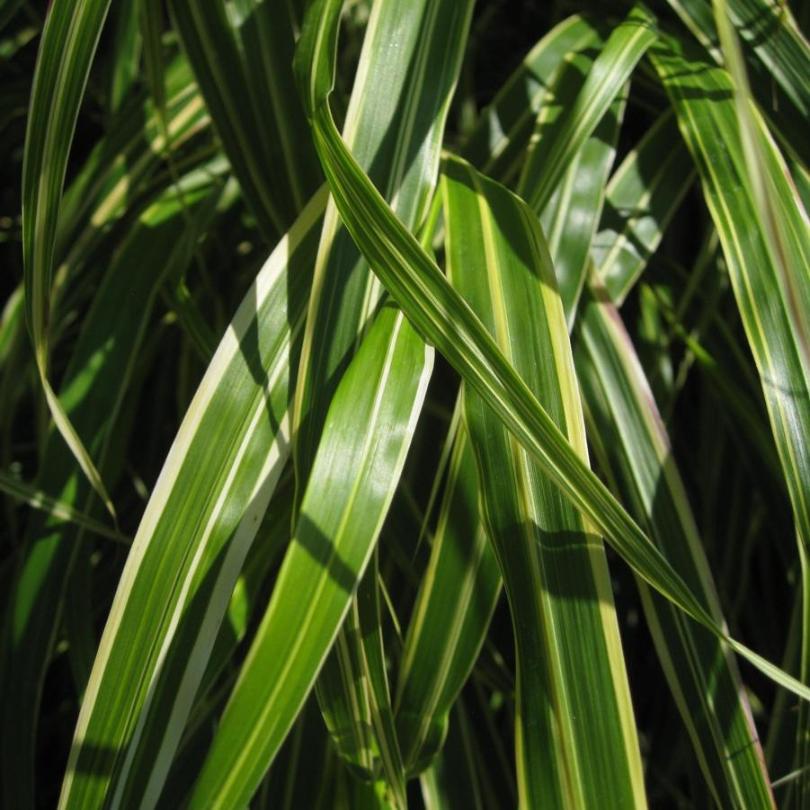 Gros plan sur des feuilles d'herbe japonaise striées de vert et de jaune sur fond sombre
