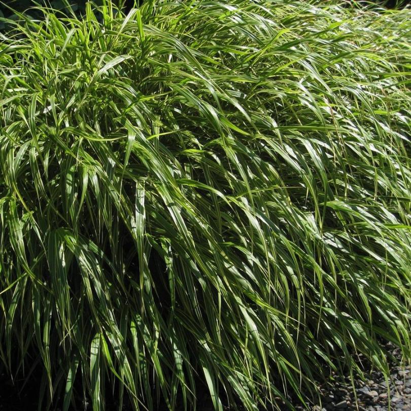 Gros plan sur une herbe luxuriante de la forêt japonaise, d'un vert éclatant, aux feuilles longues et fines.
