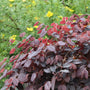 Gros plan d'une fleur à franges chinoise aux feuilles rouges et vertes sur un fond naturel flou.