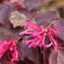 Fleurs roses aux feuilles pourpre foncé sur un fond naturel flou