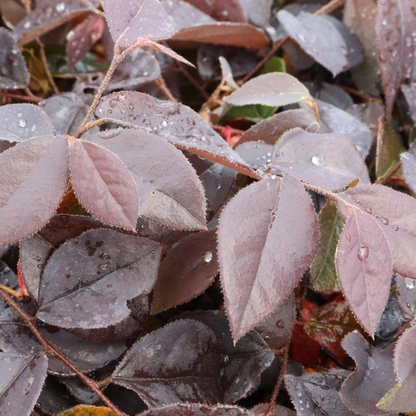 Gros plan de feuilles violettes duveteuses avec des gouttelettes d'eau sur un fond flou.