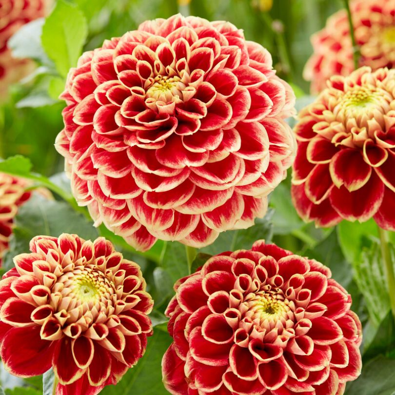 Gros plan sur des dahlias rouges et jaunes 'Jowey Hubert' avec des feuilles vertes en arrière-plan