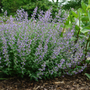 Bright purple catmint blooms from dwarf 'Walkers Low' in a garden hedge
