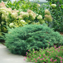 Montana Moss® Juniper with its naturally low-spreading habit is ideal for ground cover and edging.