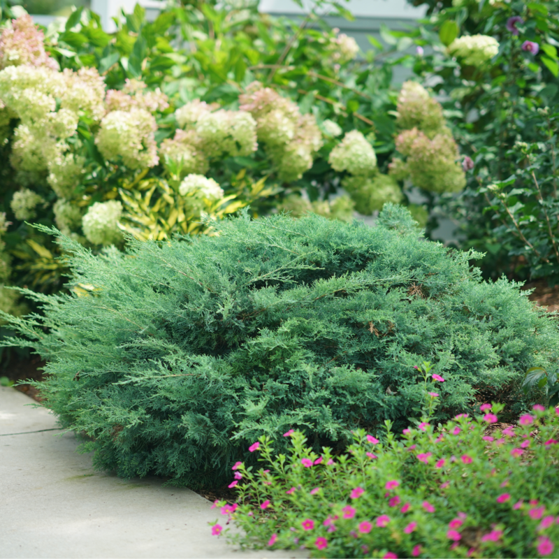 Montana Moss® Juniper with its naturally low-spreading habit is ideal for ground cover and edging.