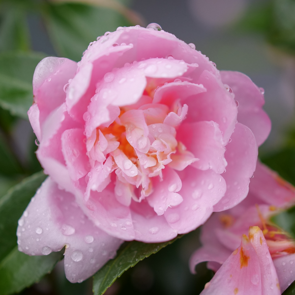 camellia pink Just Chill™ Double Pink Camellia | Proven Winners – Great Garden