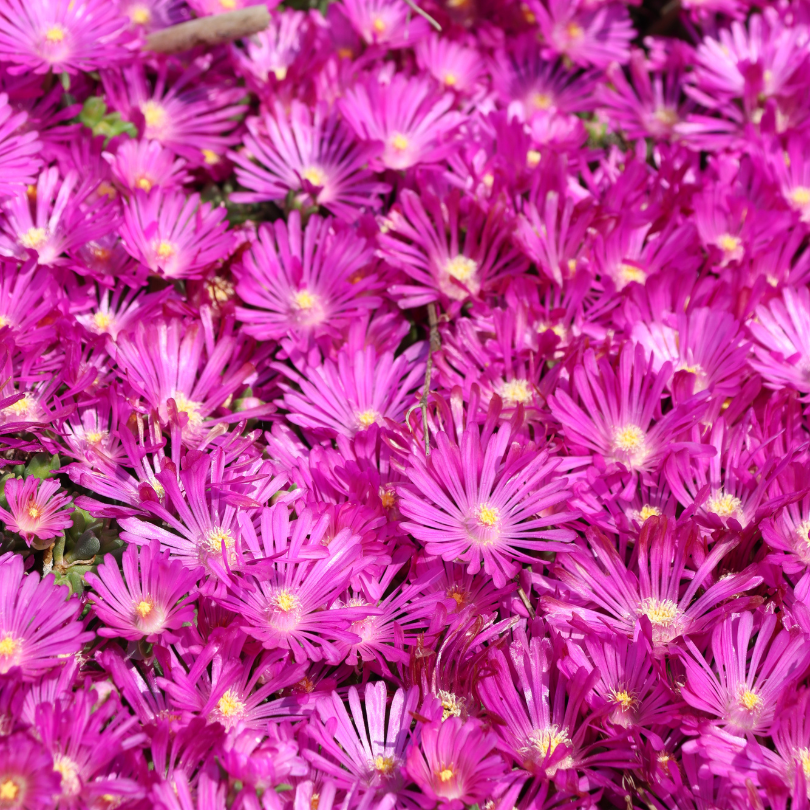 Close up image of bright pink ice plant flowers with yellow centers