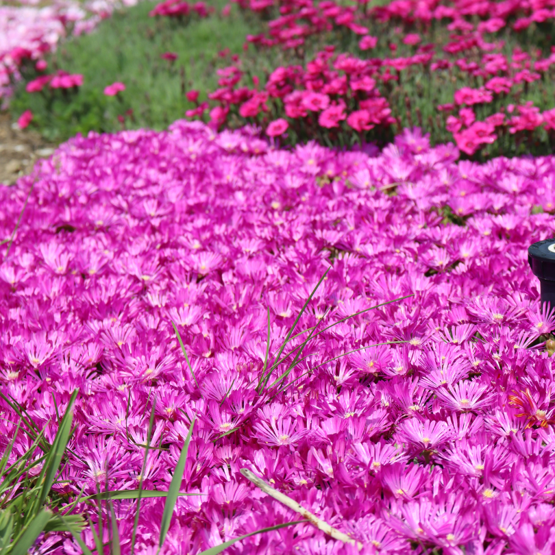 A dense mat of bright pink ice plant flowers