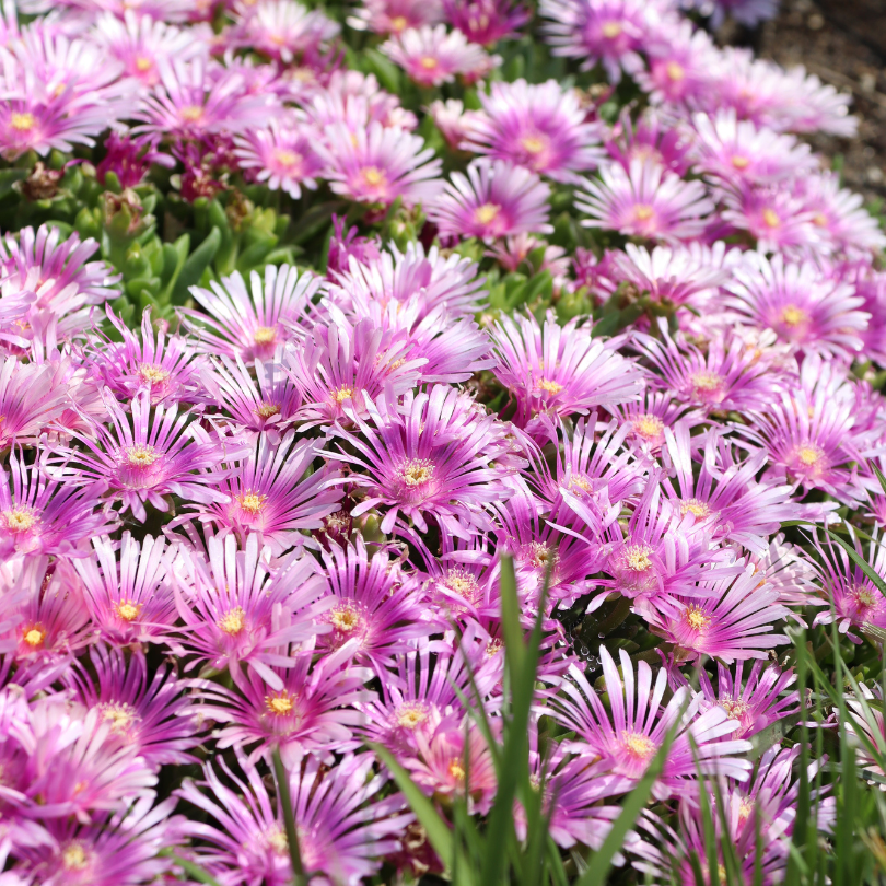 Close up image of pink and purple ice plant flowers