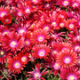 Close up image of vivid orange ice plant flowers with hot pink centers
