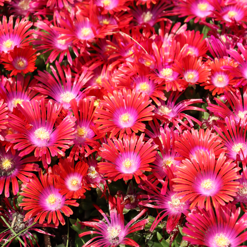 Close up image of vivid orange ice plant flowers with hot pink centers