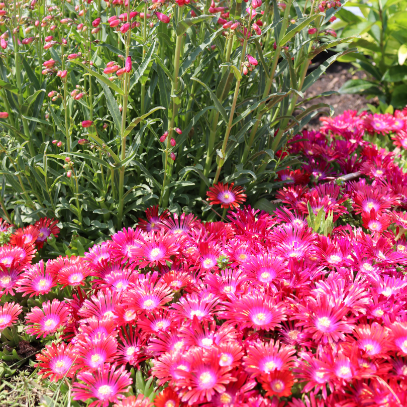 Bright ice plant flowers planted next to beardtongue plants