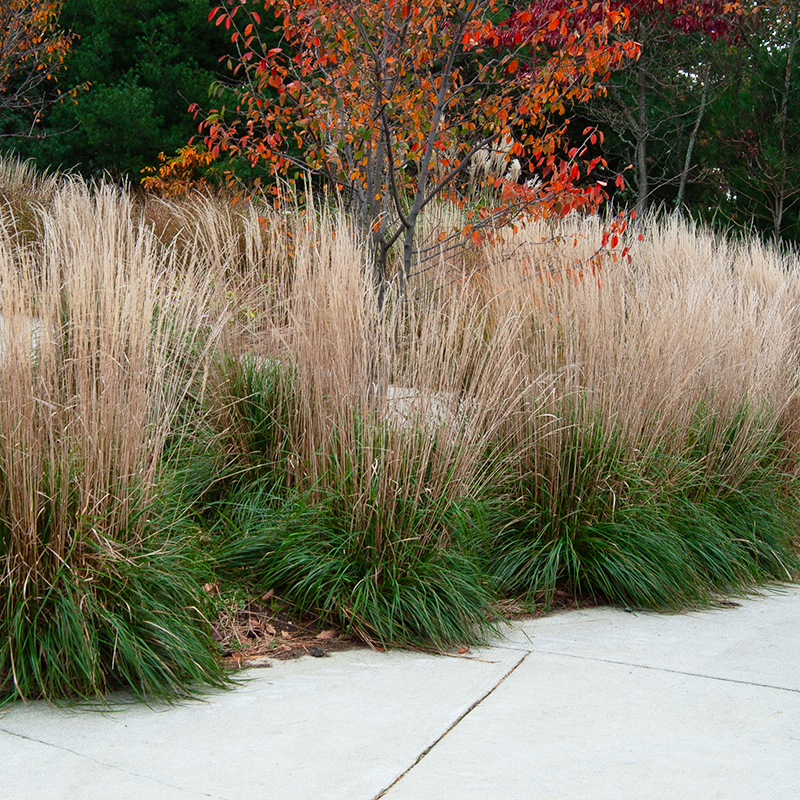 Ornamental grass 'Karl Foerster' mass planted along a hedge with a tree displaying autumn foliage in the background.