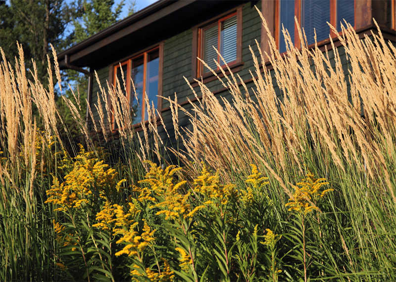 House with green exterior and brown trim, surrounded by tall 'Karl Foerster' grass and yellow goldenrod flowers