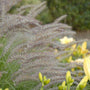 Close up image of 'Karley Rose' ornamental grass plumes