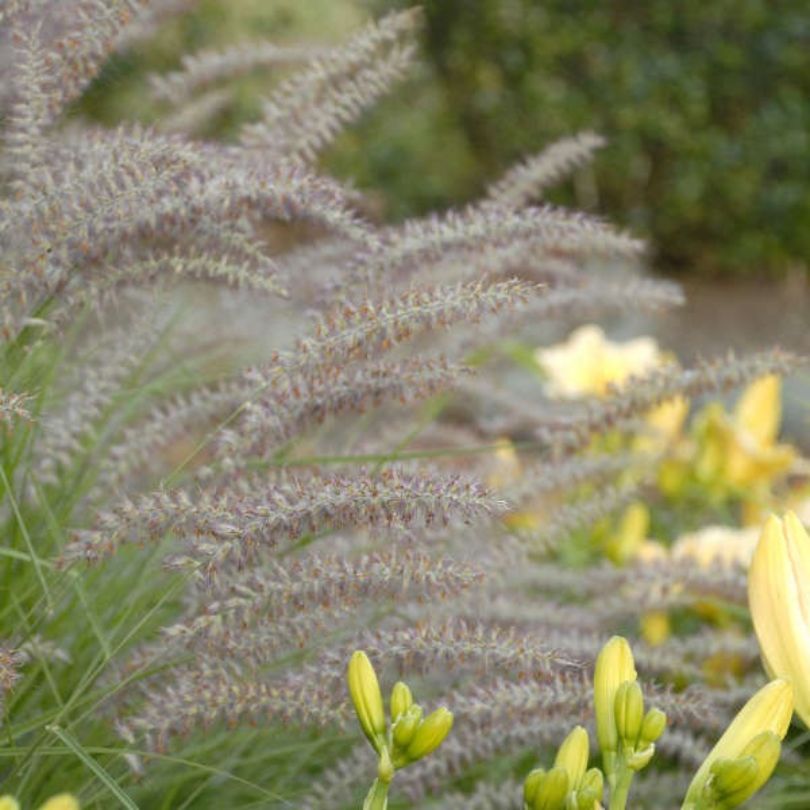 Close up image of 'Karley Rose' ornamental grass plumes