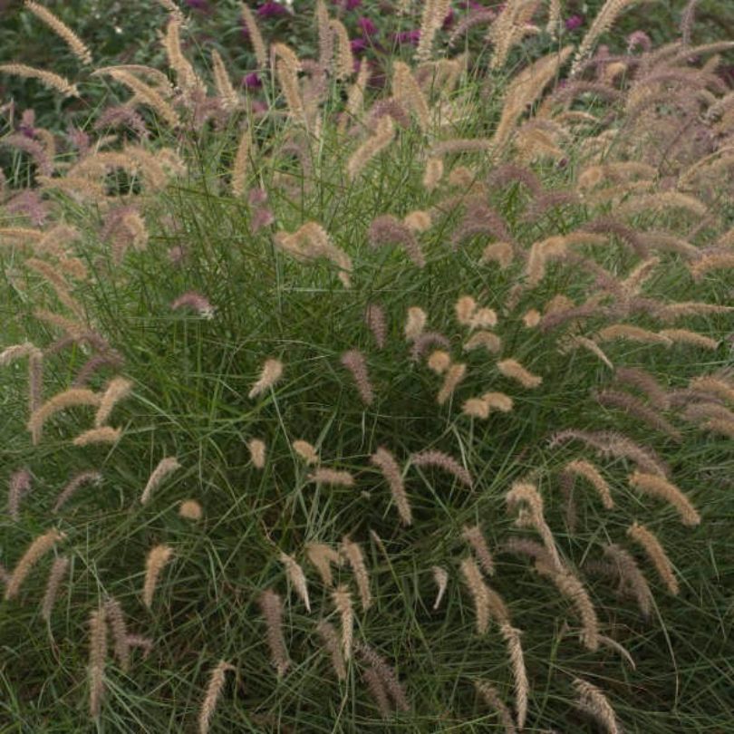 Mound of smokey purple and pink ornamental grass plumes from 'Karley Rose' fountain grass