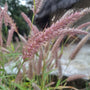 Close-up of pink 'Karley' Rose grass with a blurred background