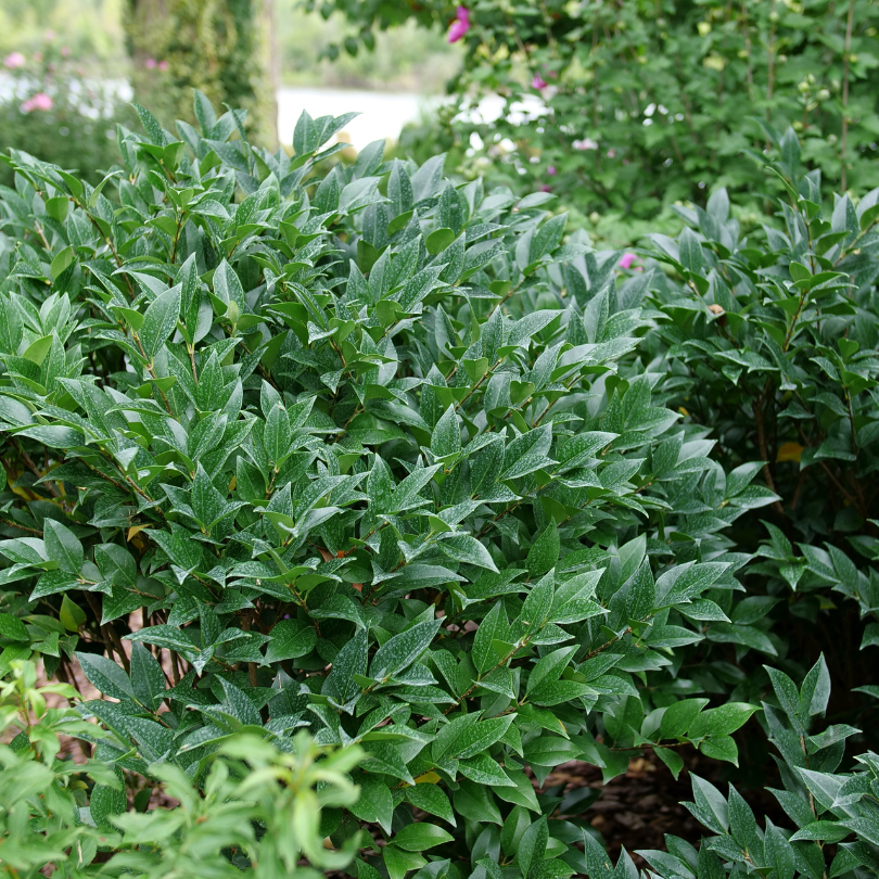 Green privet shrubs in a garden setting with blurred background