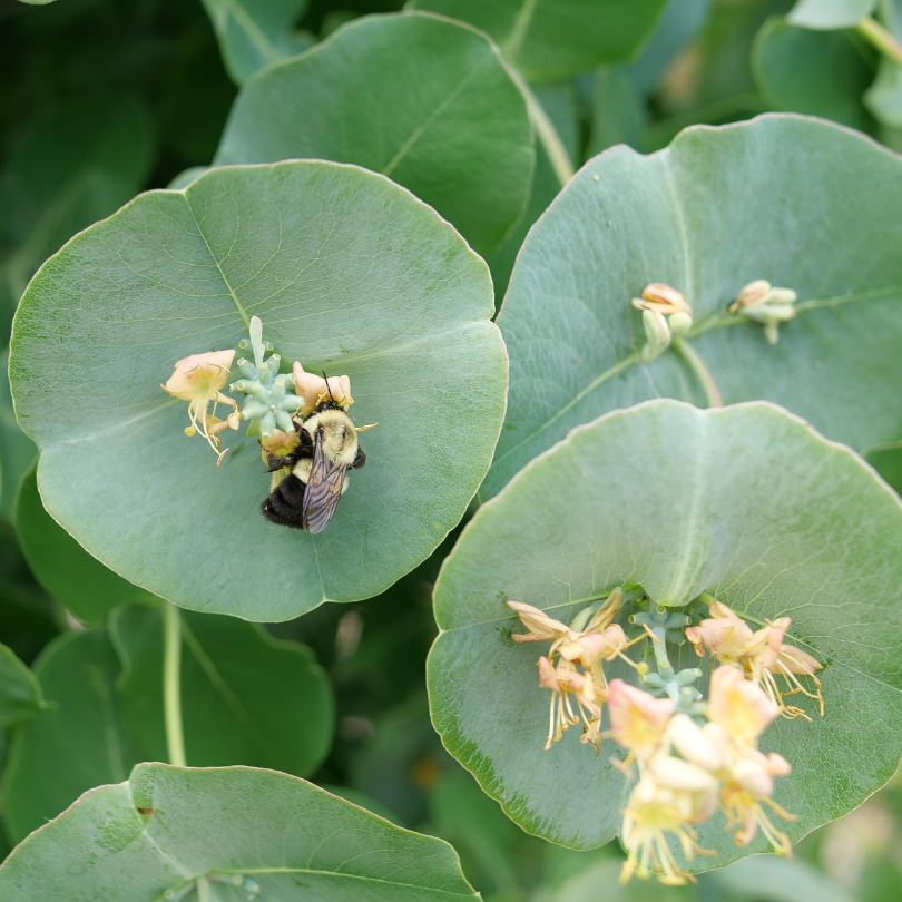 Bumblebee feeding on the nectar from Kintzley's Ghost honeysuckle flowers