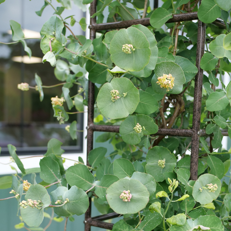 Kintzley's Ghost honeysuckle climbing on a trellis