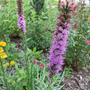 Close up image of purple blazing star flowers