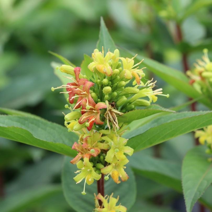 Close-up of a cluster of green and red flowers with leaves on a blurred natural background
