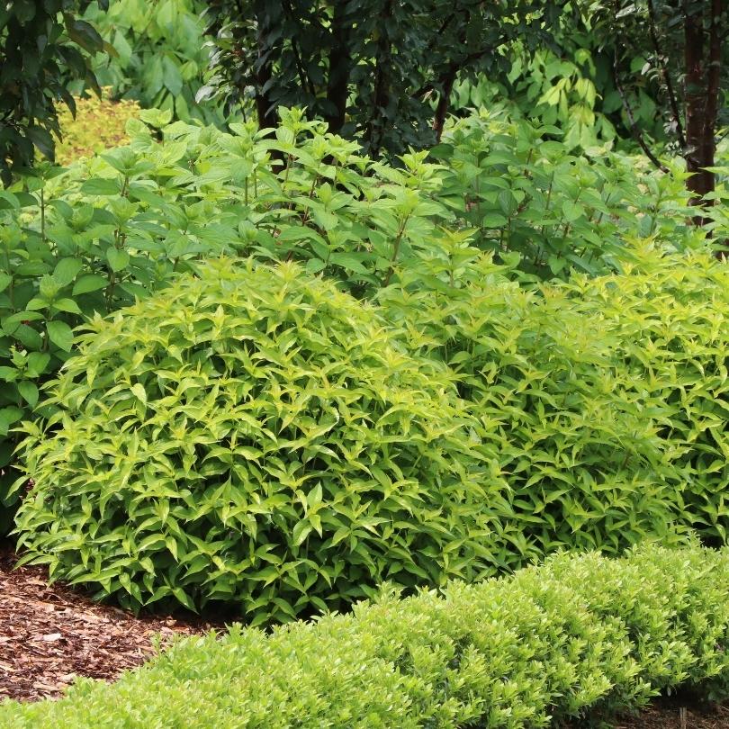 Kodiak Green's green foliage in a garden setting with trees in the background