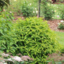 Green shrub in a garden setting with other plants and flowers