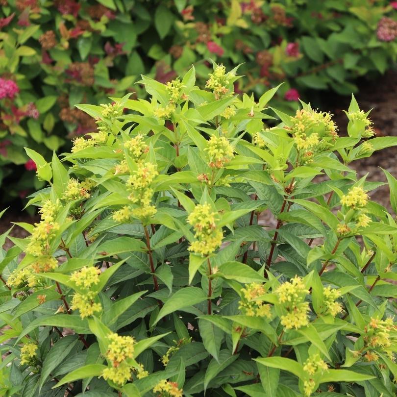 Green plant with small yellow flowers in a garden setting