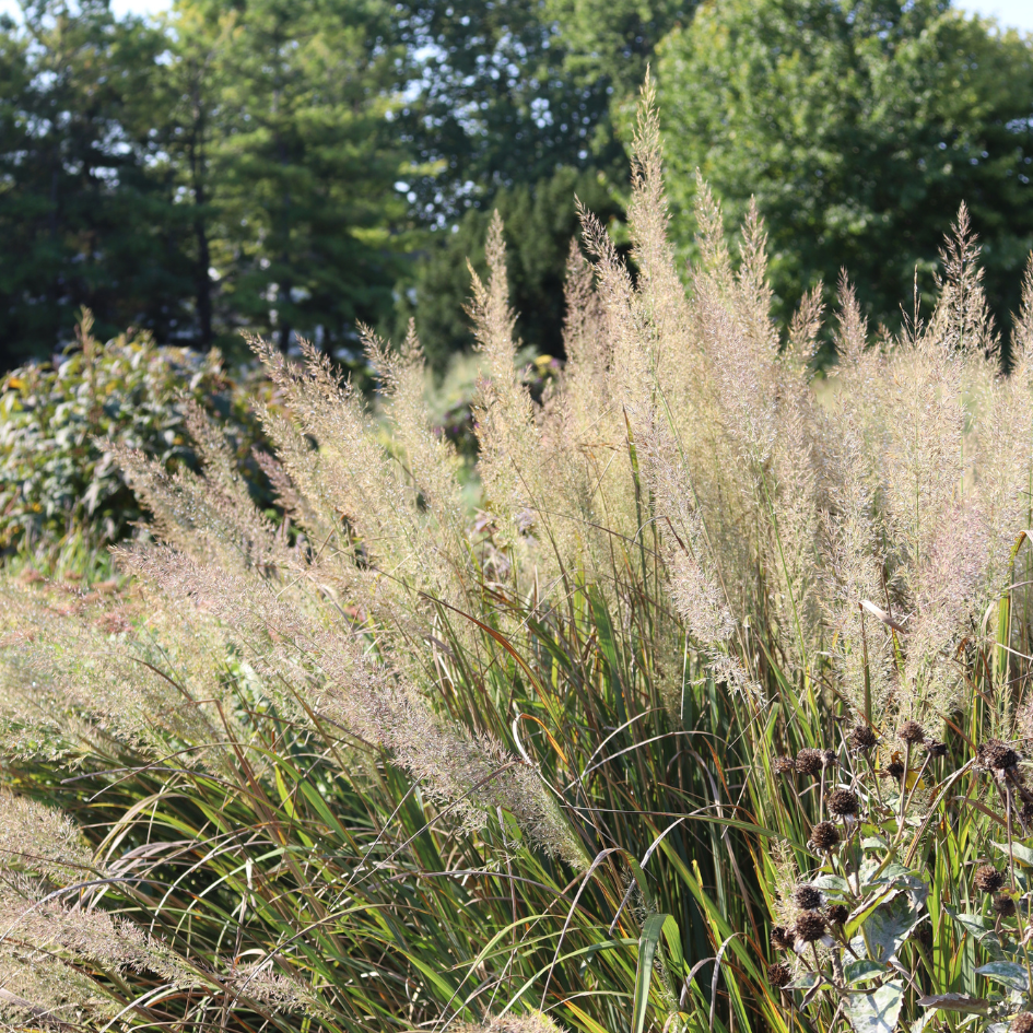 Gorgeous flower plumes from Korean Feather Reed grass