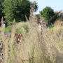 Up close image of fluffy perennial grasses