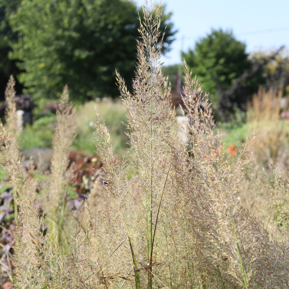 Up close image of fluffy perennial grasses