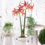Potted 'La Paz' Amaryllis plant with red and green flowers in a blurred indoor setting