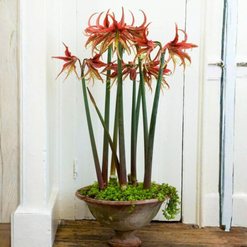Potted 'La Paz' Amaryllis plant with red flowers in a rustic pot on a wooden floor.
