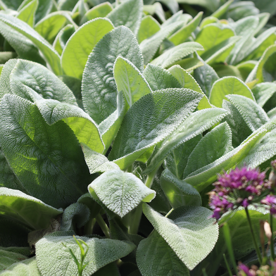 Up close image of lambs ear plants in a sunny garden