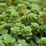 Gros plan sur le feuillage du sedum indigène