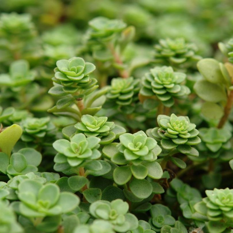 Gros plan sur le feuillage du sedum indigène