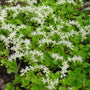 Tapis de feuillage de sedum à fleurs blanches au printemps