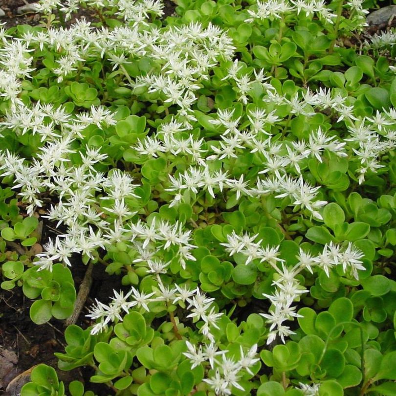 Tapis de feuillage de sedum à fleurs blanches au printemps