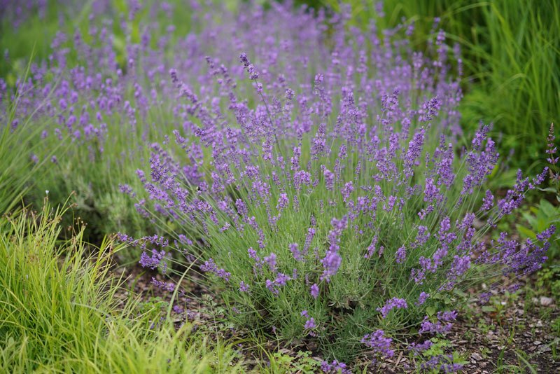 lavender mist flower Silver Mist' Lavender For Sale